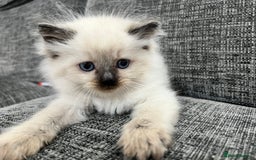 Siberian cats for sale: 🩵🩵Stunning Siberian Neva Masquerade Babies🩵🩵 - Image 18