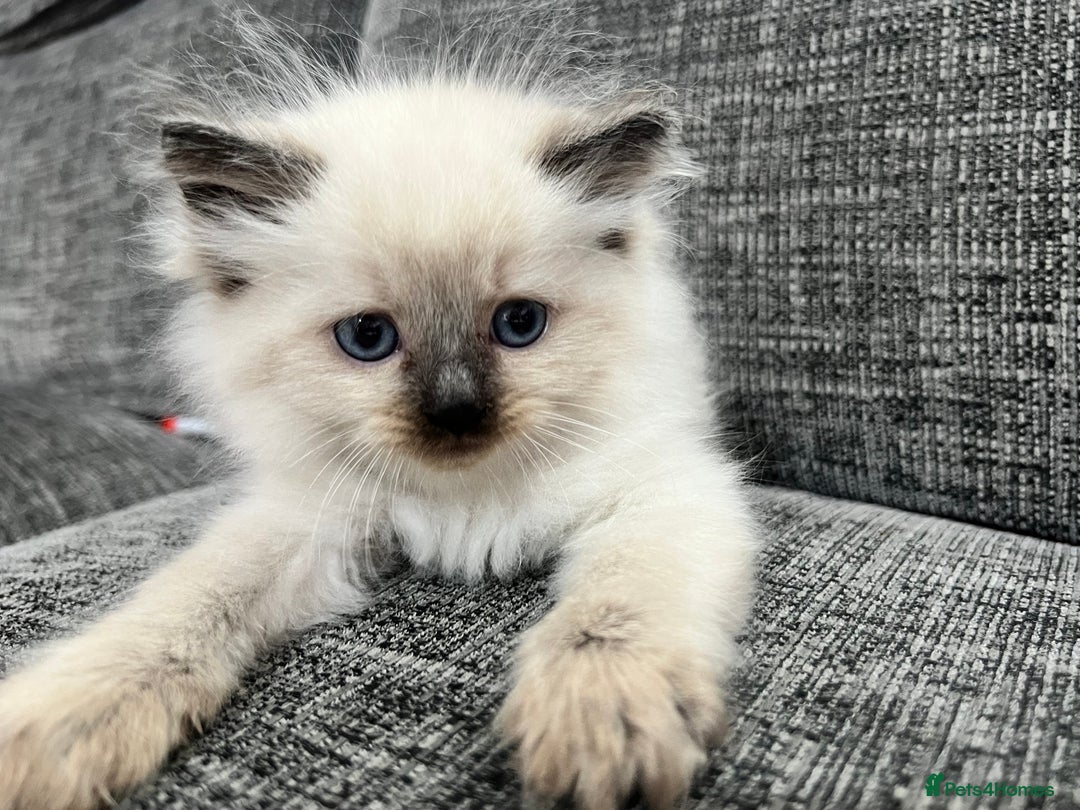 Siberian cats for sale: 🩵🩵Stunning Siberian Neva Masquerade Babies🩵🩵 - Image 18