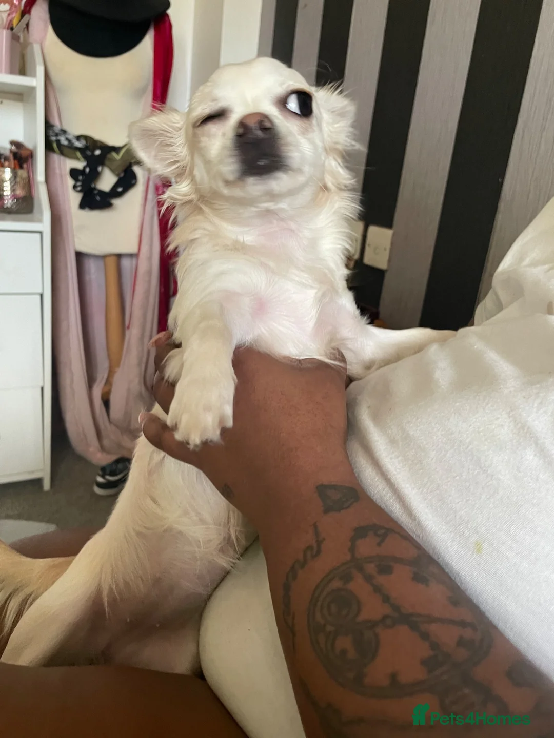 Chihuahua dogs for sale: Lovely 3 year old chihuahua ready to be re homed  in London - Advert 6