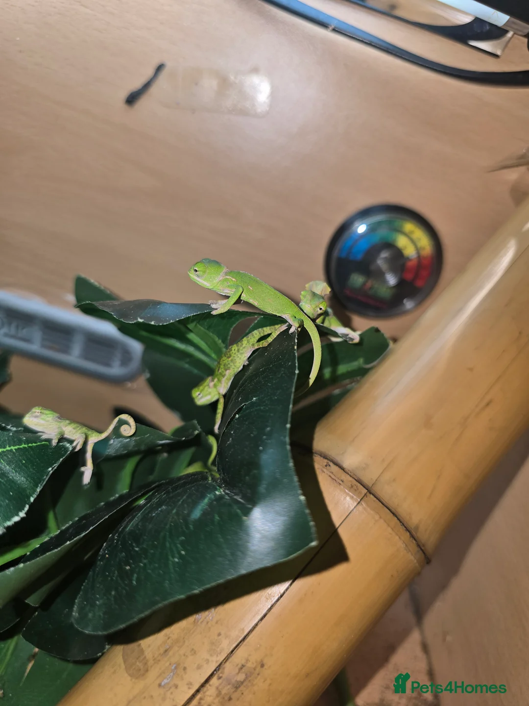 Chameleon reptiles for sale: veiled chameleon - Advert 10