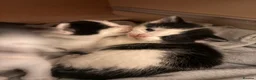 Mixed Breed cats for sale: Black & White mix kittens - Advert 4