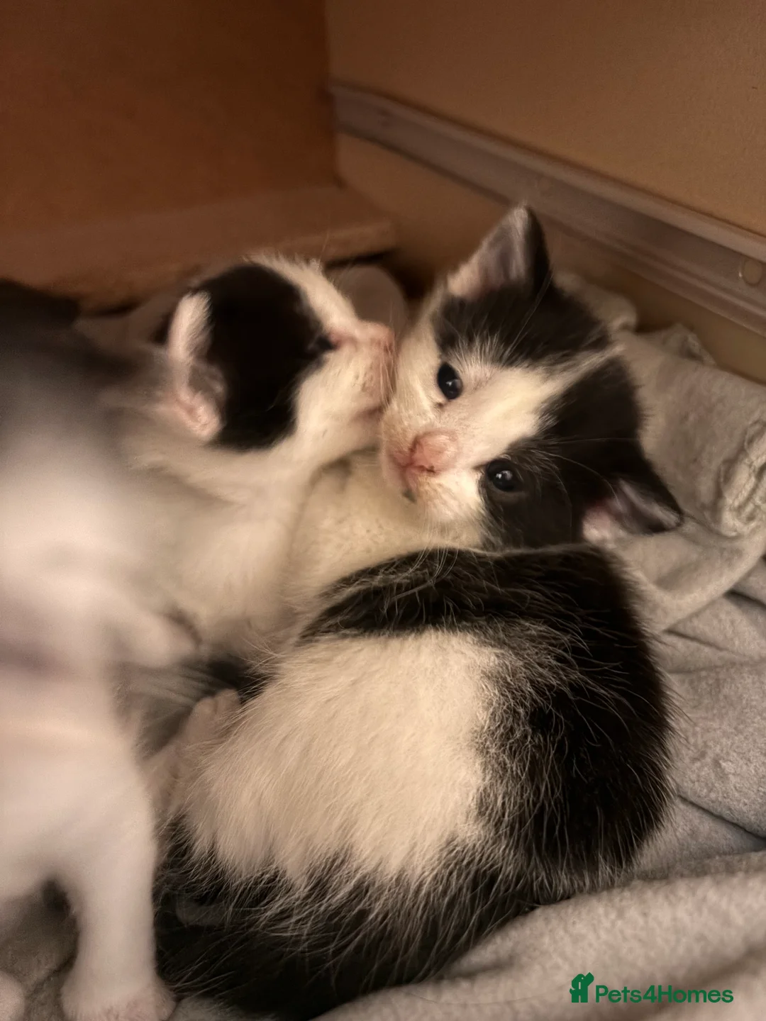 Mixed Breed cats for sale: Black & White mix kittens - Advert 4