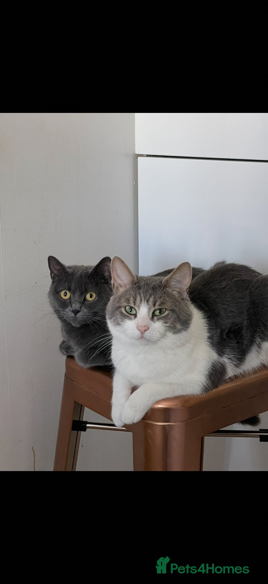 British Shorthair cats Beautiful grey kittens - Advert 2