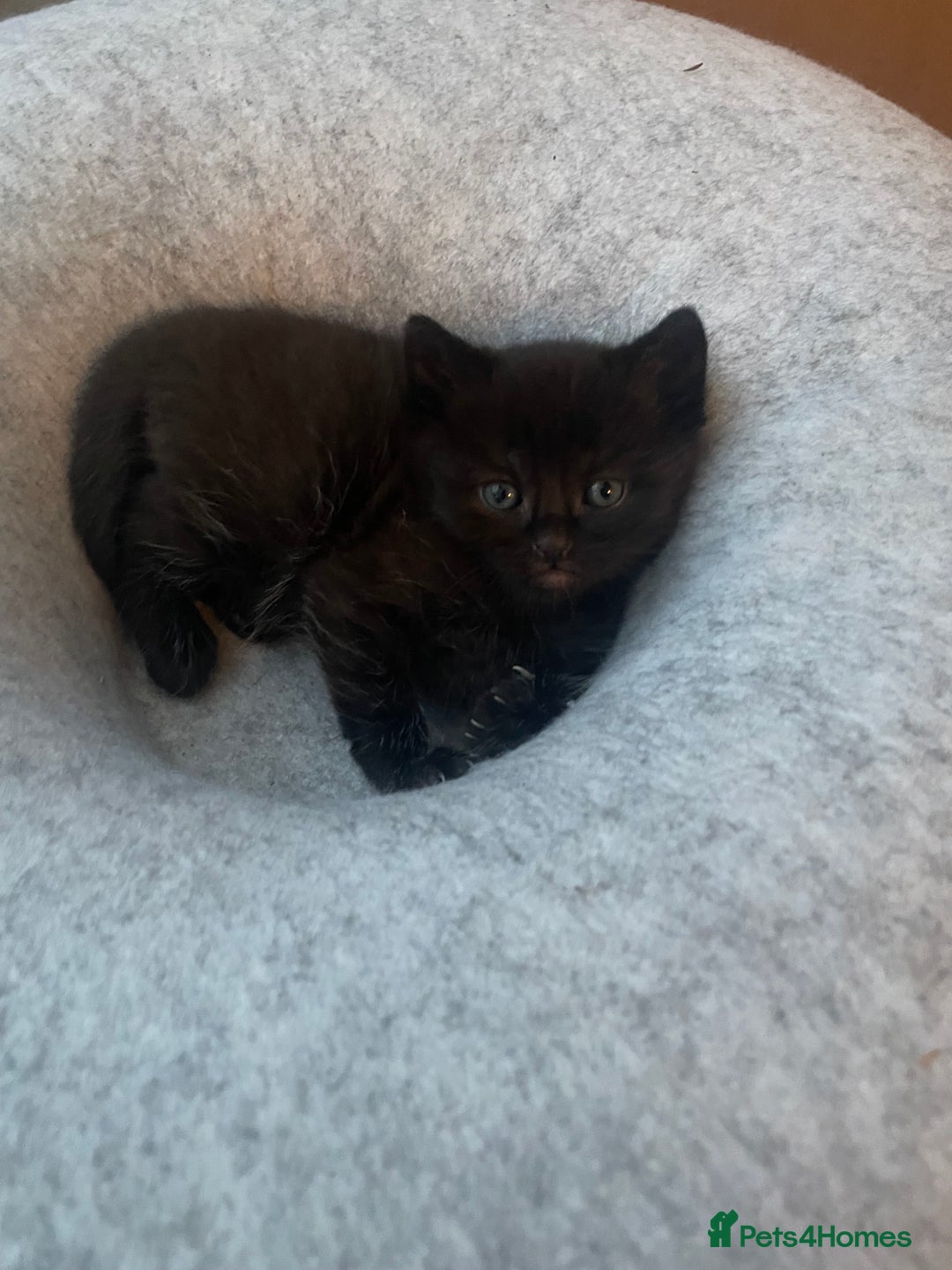 Domestic Shorthair cats for sale: Adorable kittens  - Image 12