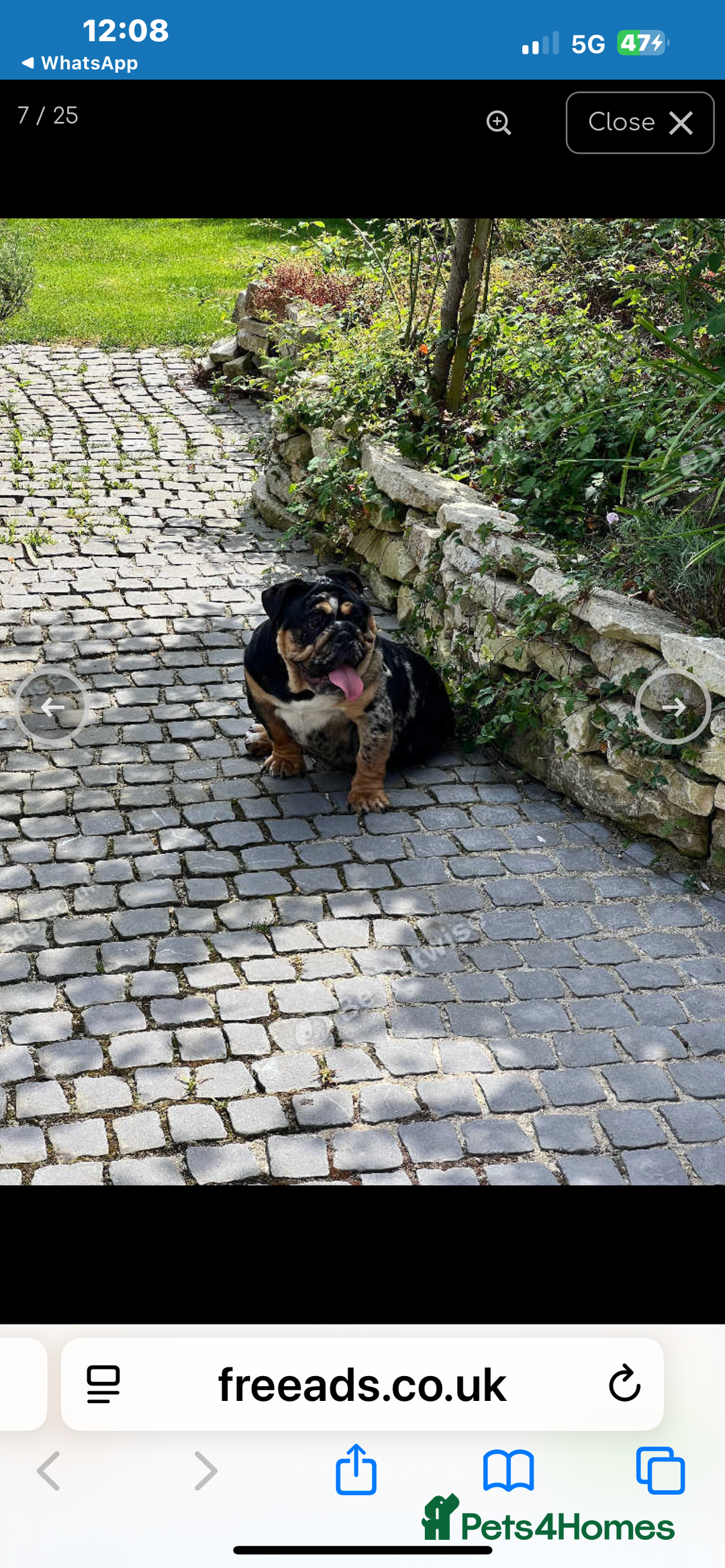 English Bulldog dogs for sale: Puppies  - Image 2