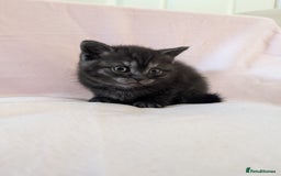 British Shorthair cats for sale: 2x british short hair kittens for sale - Image 4