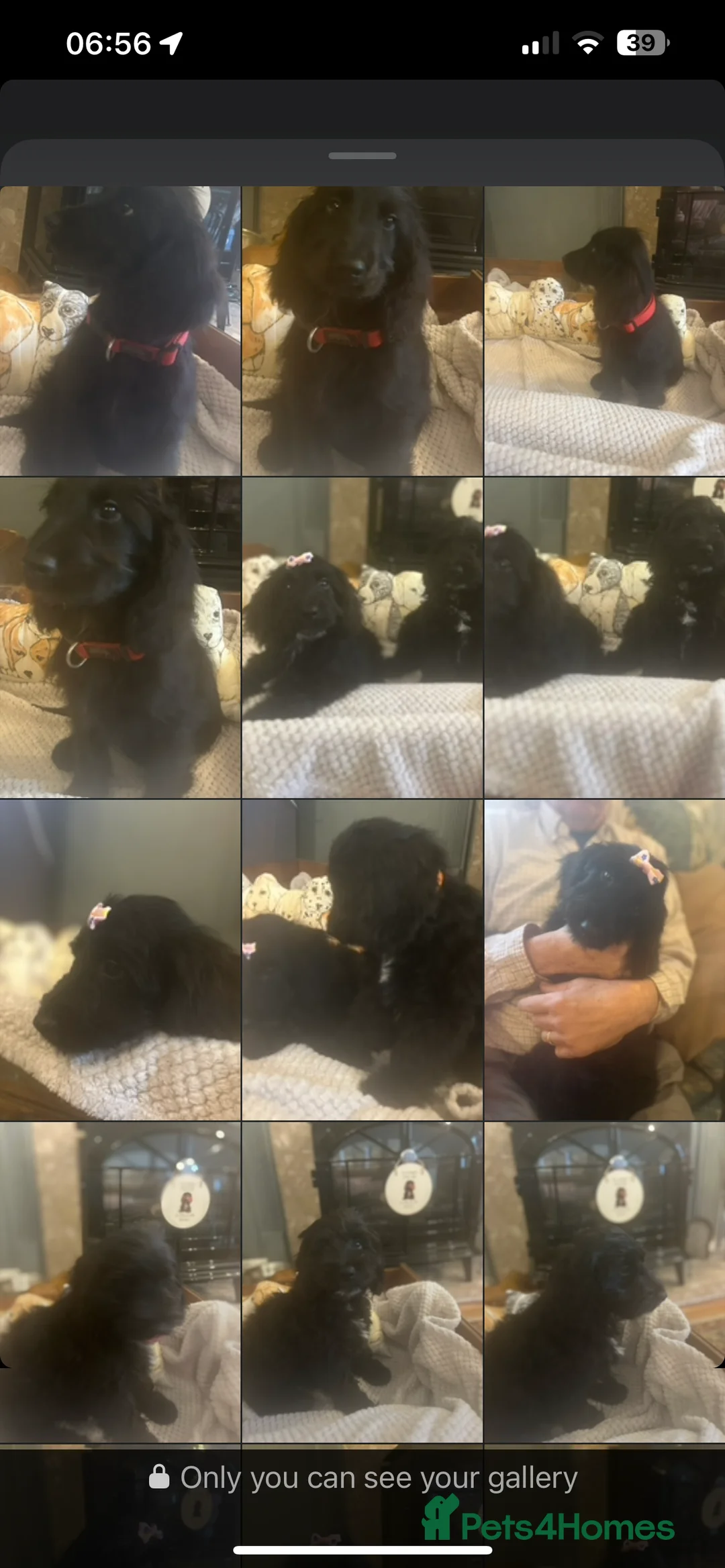 Cocker Spaniel dogs for stud: For Stud only Northampton - Advert 8