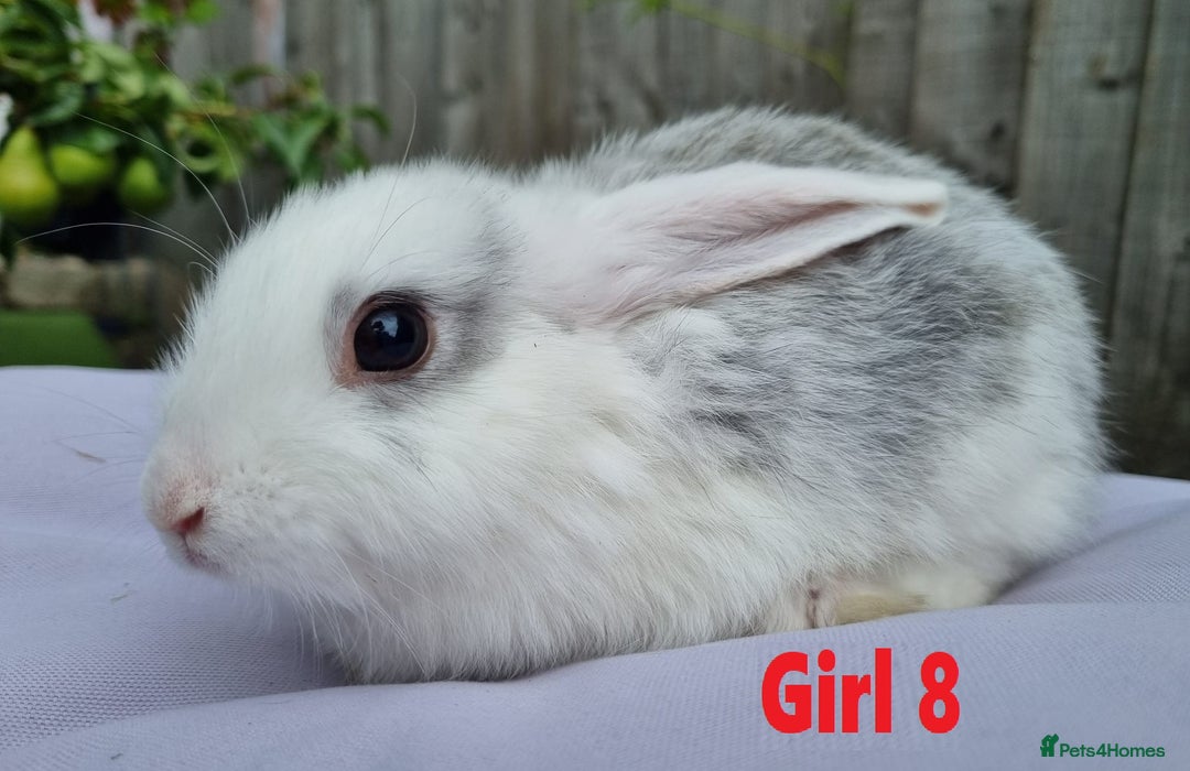 Mini Lop rabbits for sale: Gorgeous Mini Lop X French Bunnies Ready to Go! - Image 17