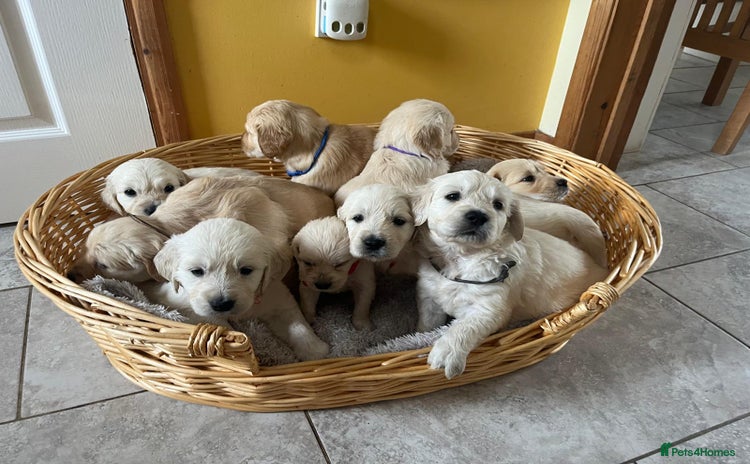 Golden Retriever dogs - Advert 4