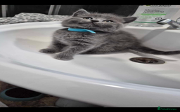 British Shorthair cats for sale: British Shorthair Kitten 4 - Image 1