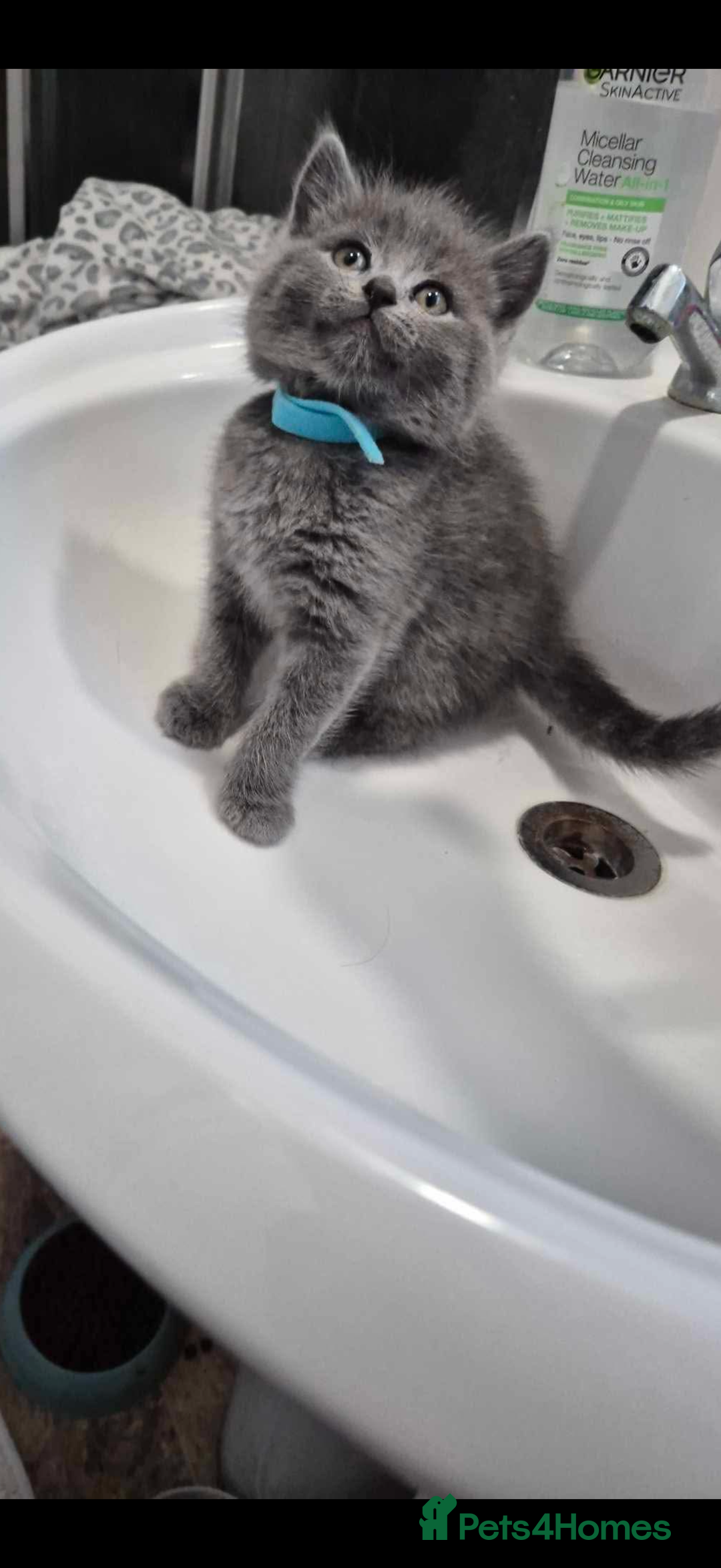 British Shorthair cats for sale: British Shorthair Kitten 4 - Image 1