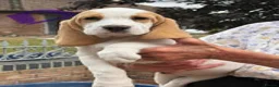 Beagle dogs for sale: BEAUTIFUL RKC PUPPIES FROM RENOWNED TOP BREEDER  - Advert 5