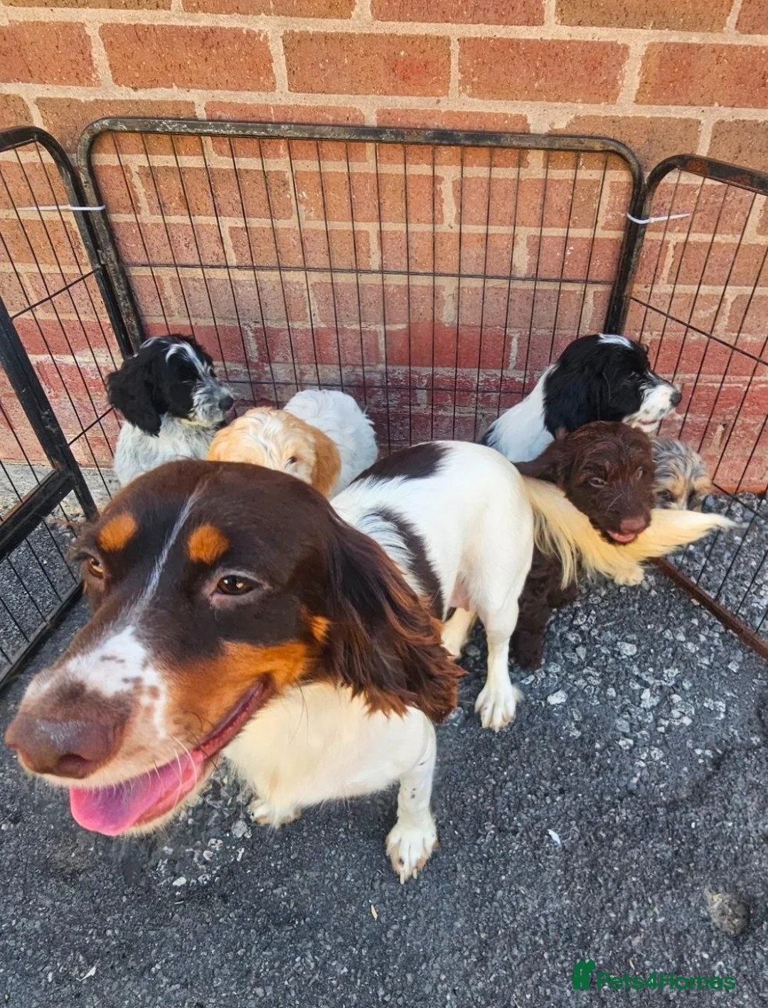 Cockapoo dogs for sale: Cockerpoo puppies Ready Now  - Advert 12