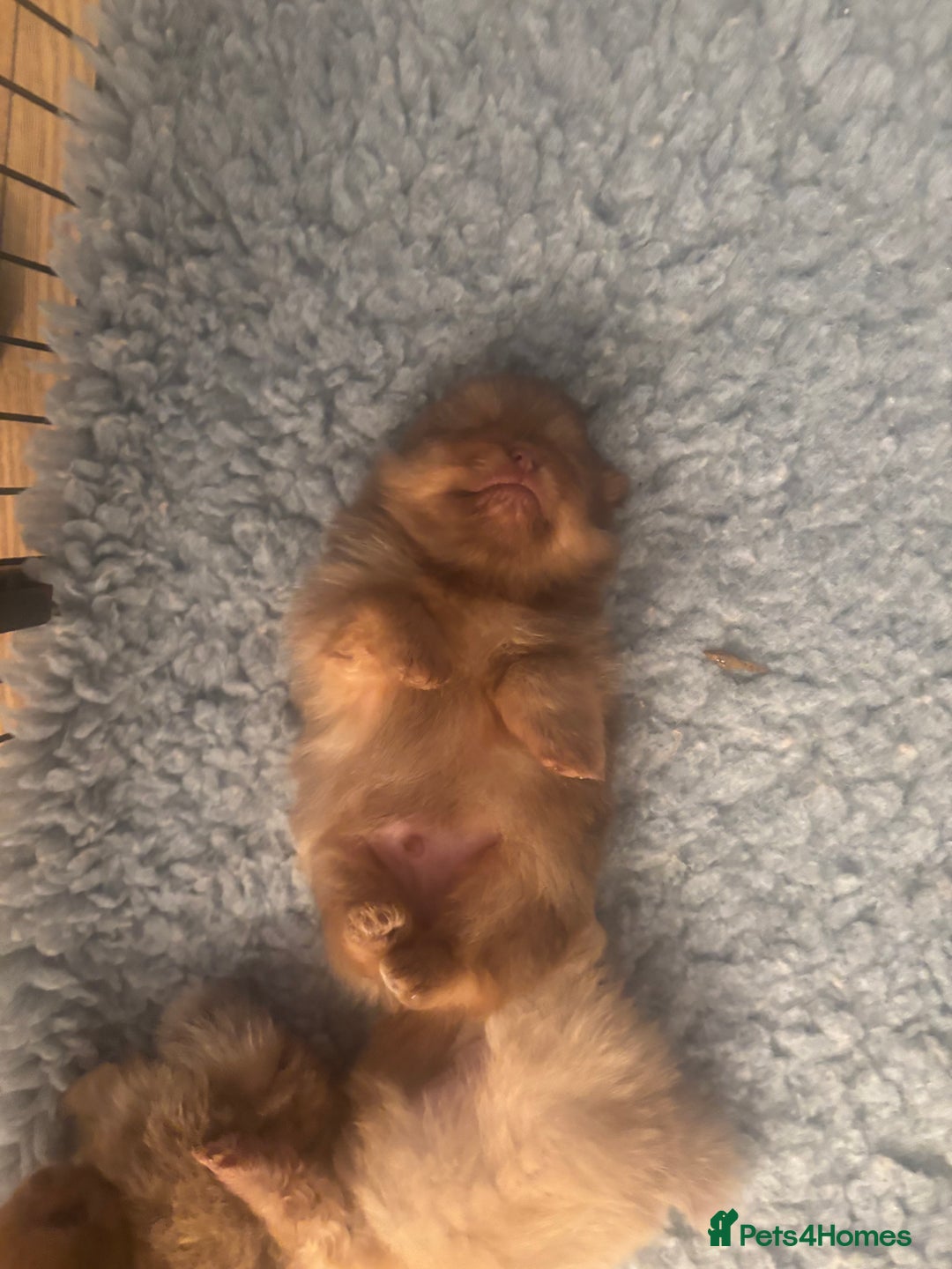 Pomeranian dogs for sale: Exotic color, mini Pomeranians  - Image 28