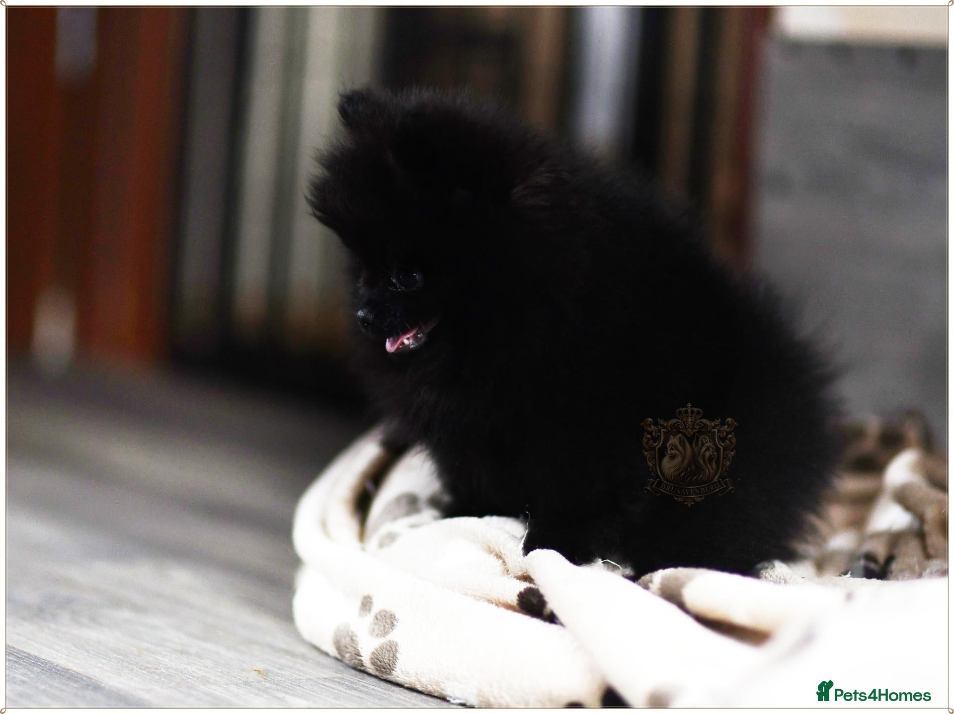 Pomeranian dogs 🐾 MINIATURE Pomeranian RKC DNA ❤️ - Advert 9