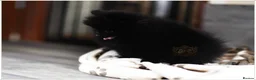 Pomeranian dogs for sale: 🐾 Beautiful Pomeranian Puppies RKC DNA ❤️ in Manchester - Advert 9