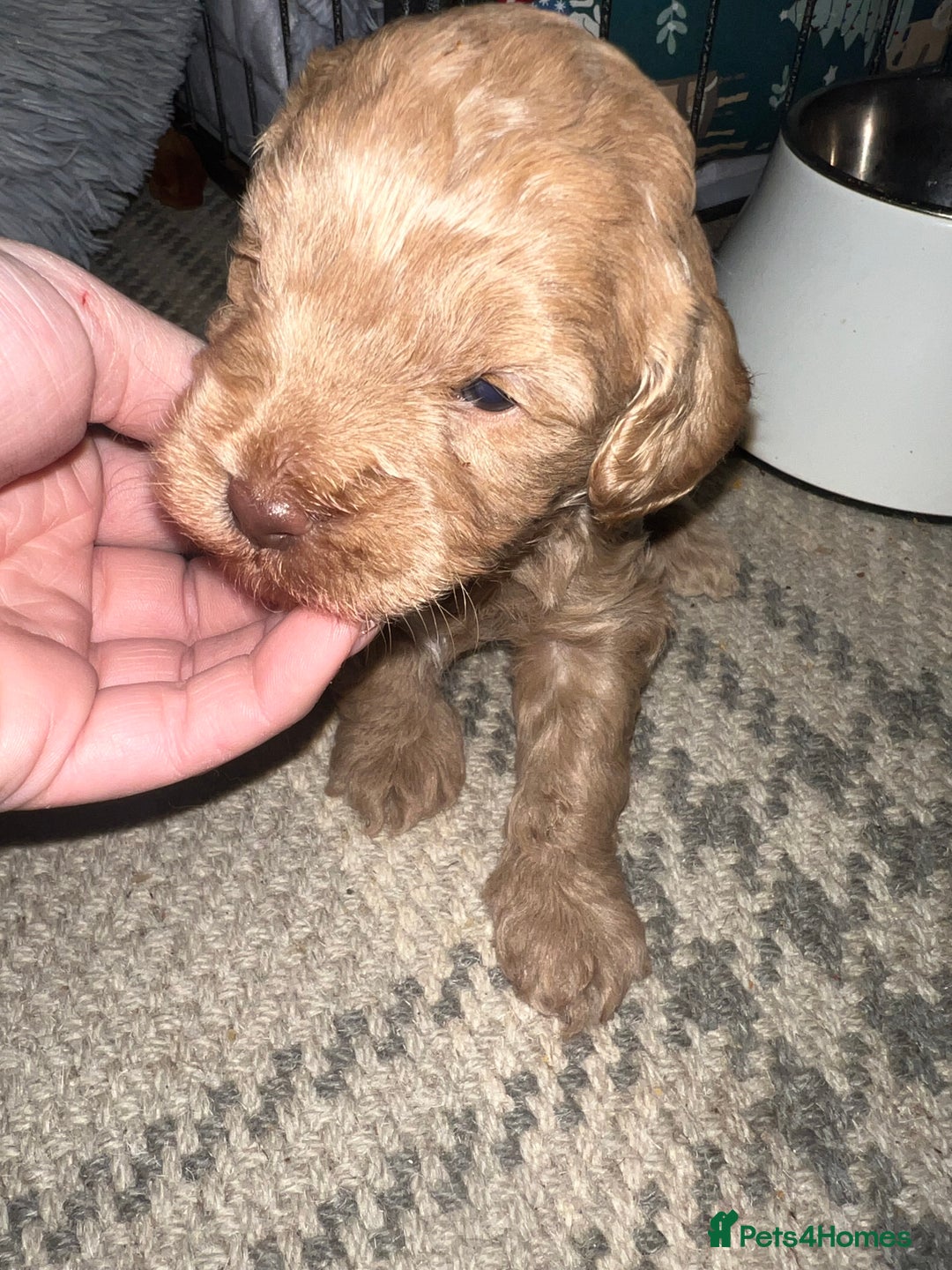 Cockapoo dogs for sale: Cockapoos for sale.  - Advert 13