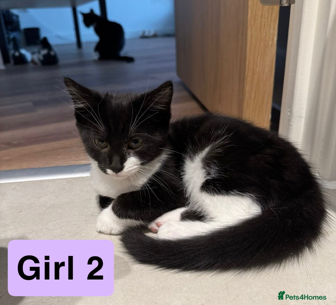 Domestic Shorthair cats for sale: 3 beautiful female Tuxedo Kittens  - Image 5