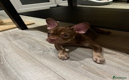 French Bulldog dogs for sale: Chocolate and tan boy - Image 6