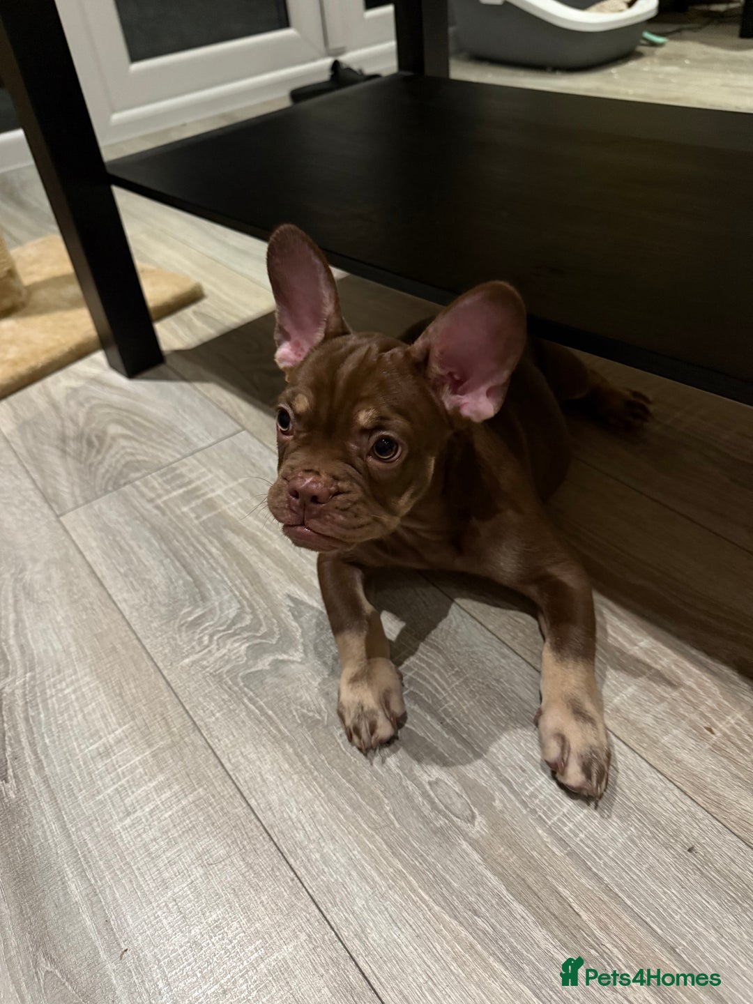 French Bulldog dogs for sale: Chocolate and tan boy - Image 6