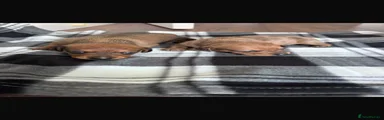 Miniature Dachshund 1