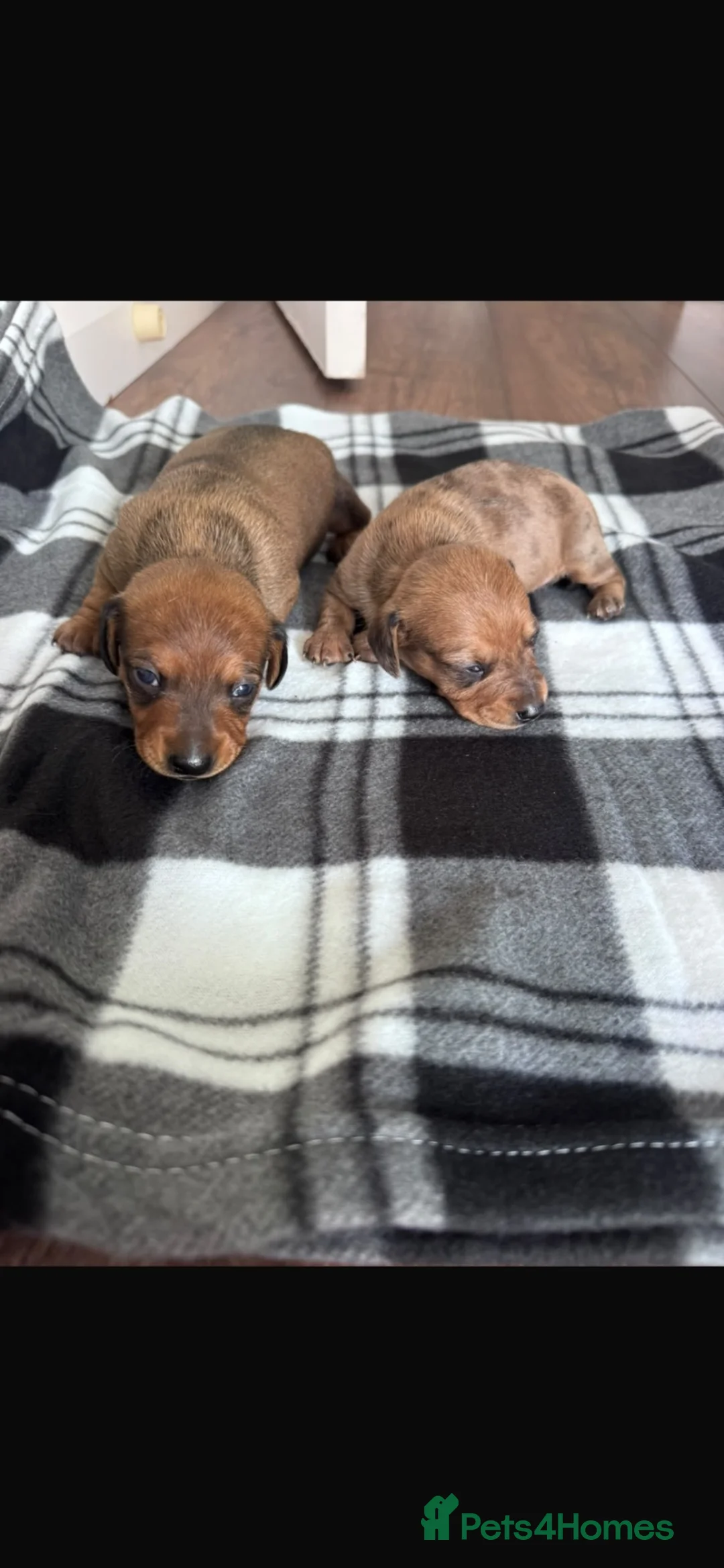 Miniature Dachshund dogs for sale: 2x male miniature dash hounds  - Advert 2