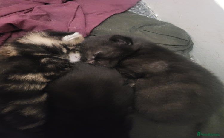 Mixed Breed cats - Advert 11