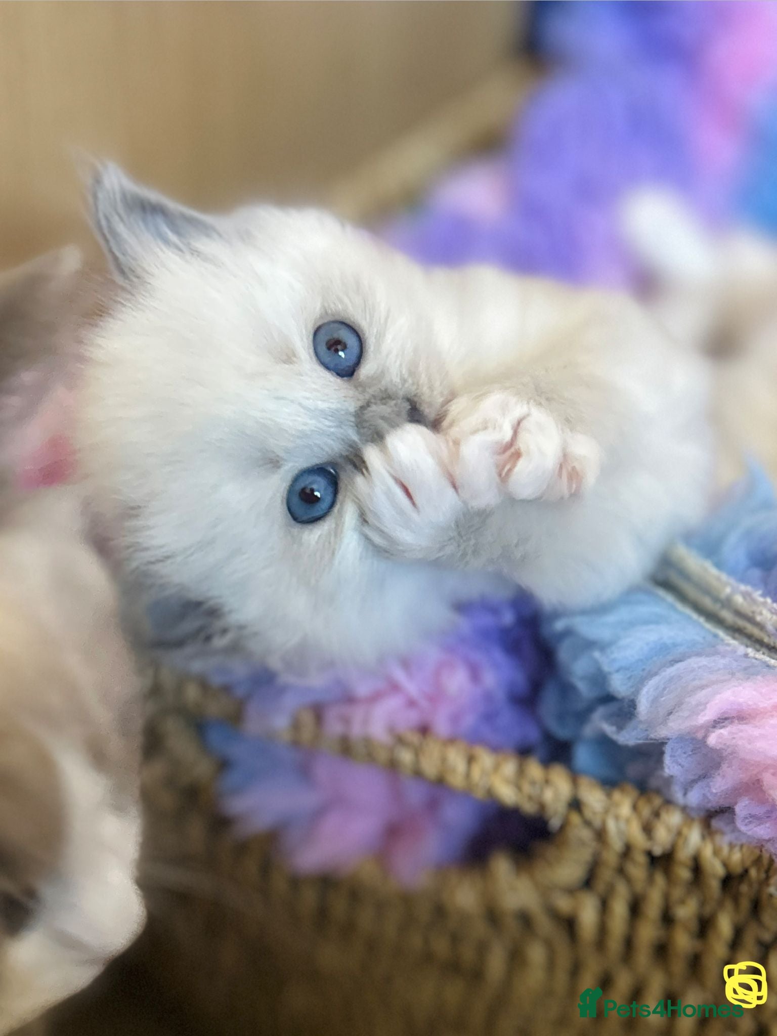 Ragdoll cats TICA Blue Mitted Ragdoll Kittens - Advert 2