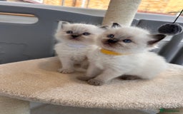 Ragdoll cats for sale: 💗Beautiful ragdoll kittens 💙 - Image 2