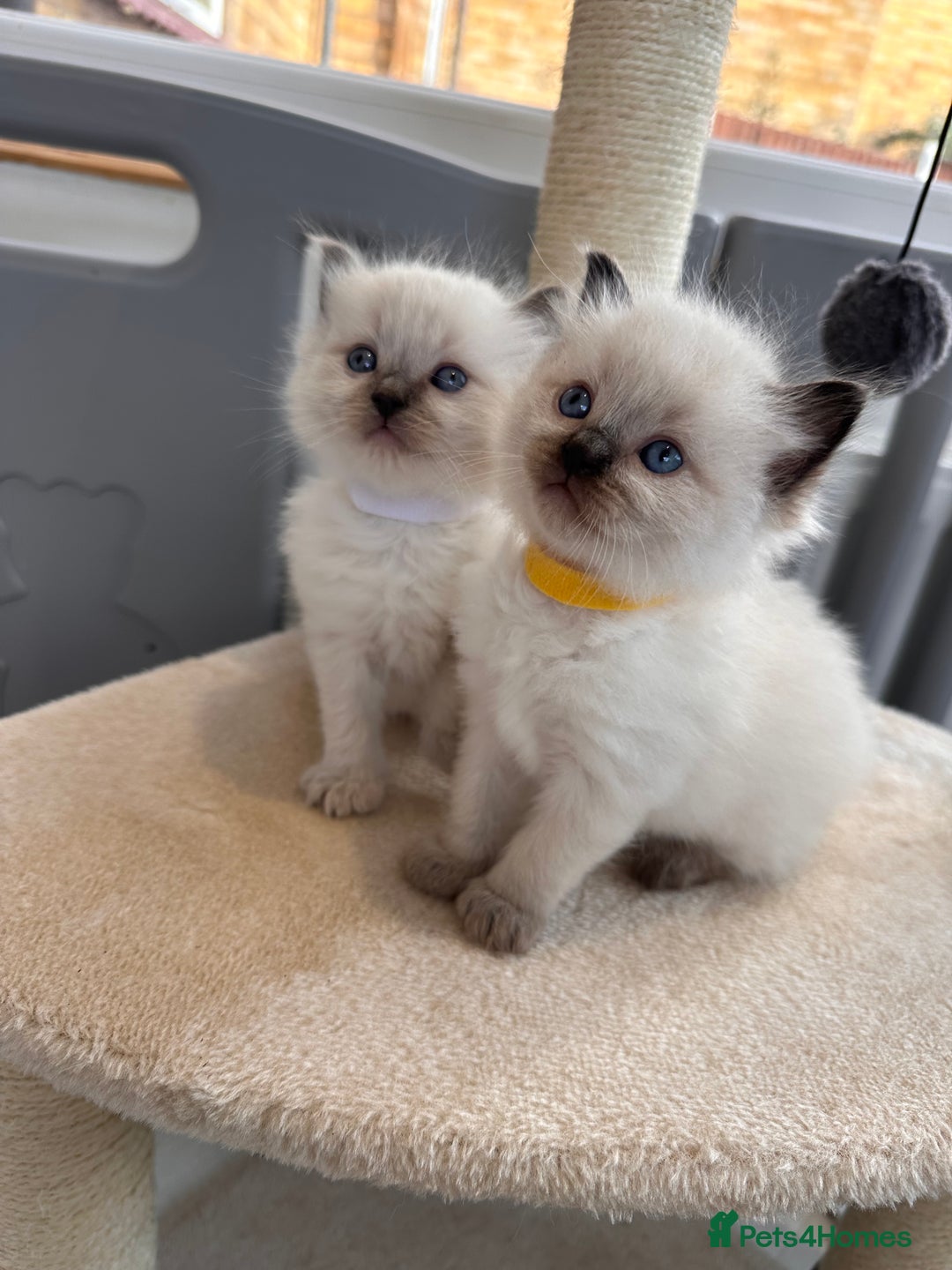 Ragdoll cats for sale: 💗Beautiful ragdoll kittens 💙 - Image 2
