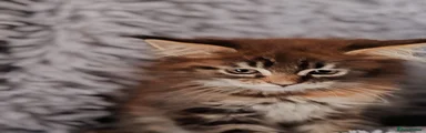 Maine Coon 5