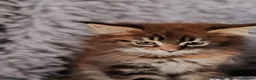 Maine Coon cats for sale: Russian bloodline Maine coon kittens in Leeds - Advert 3