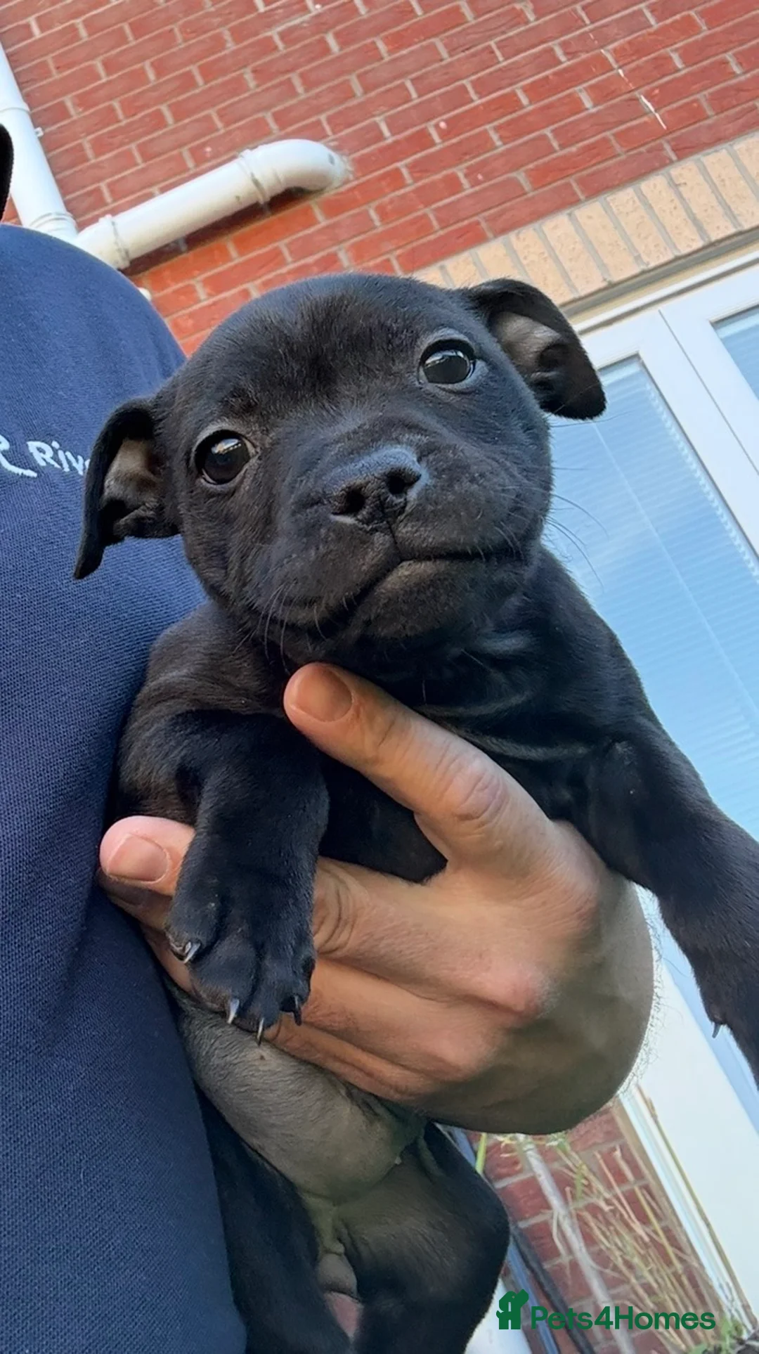 Staffordshire Bull Terrier dogs for sale: Beautiful Staffy pups. KC reg and ready to go. - Advert 1