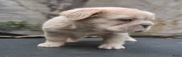 French Bulldog dogs for sale: FLUFFY FRENCHY:ISABELLA/LILAC/PLATINUM-KC&DNA CERT - Advert 26