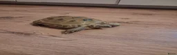 Tortoise reptiles for sale: Tortoise for sale  in Leicester - Advert 4