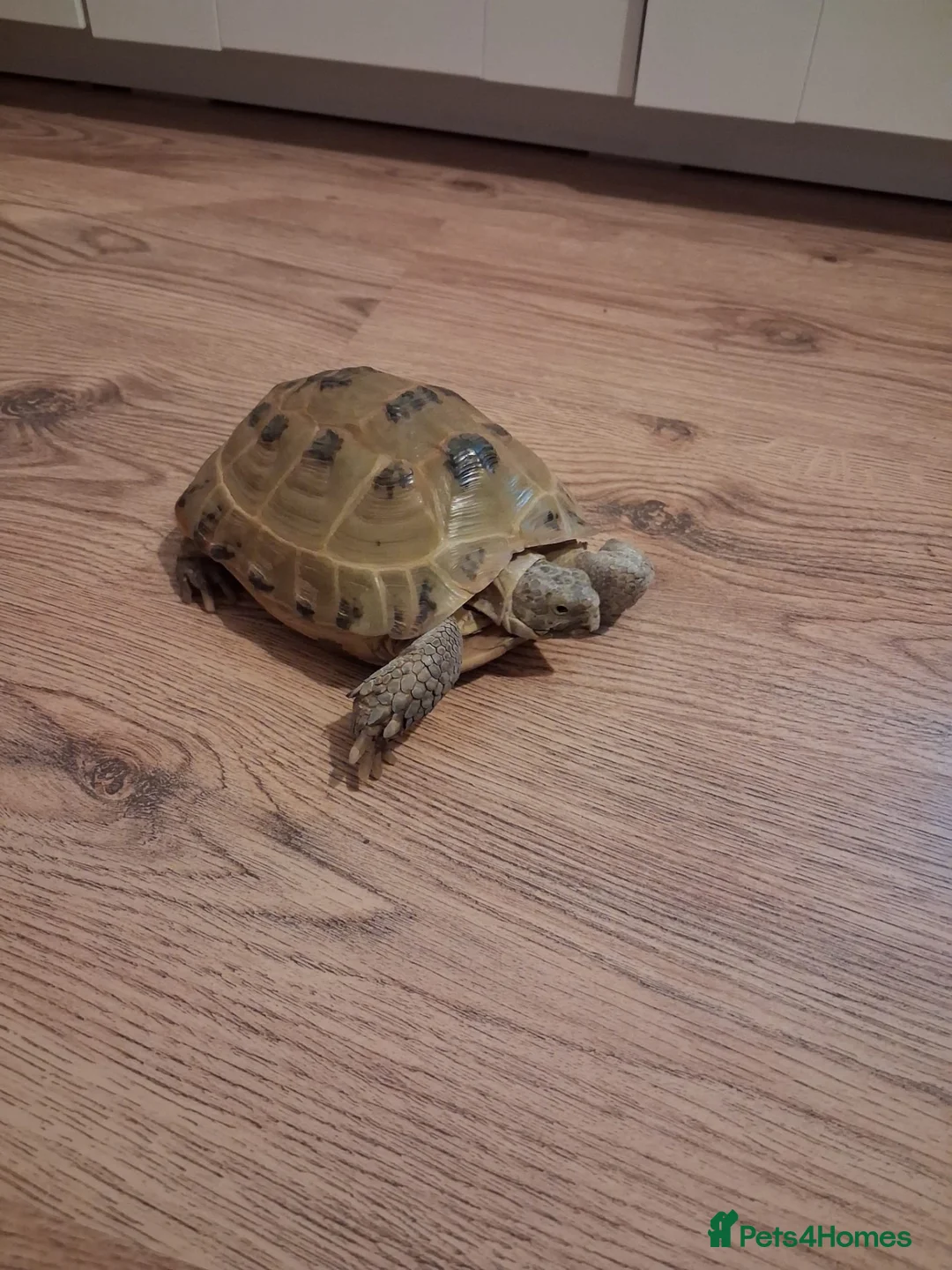 Tortoise reptiles for sale: Tortoise for sale  in Leicester - Advert 4