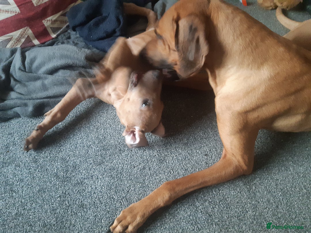 Rhodesian Ridgeback dogs for sale: 🦁KC RHODESIAN RIDGEBACKS PUPPIES🦁  - Image 8