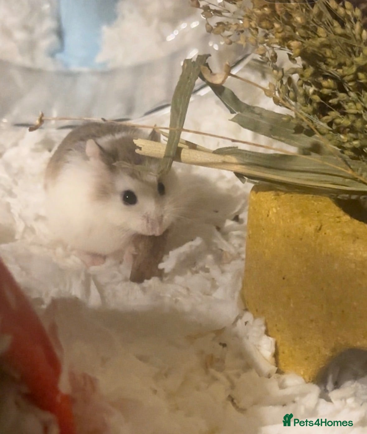 Hamster rodents Robrovski hamster with full setup - Advert 1