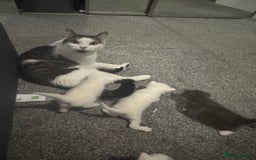 Mixed Breed cats for sale: 4 kittens  - Image 6