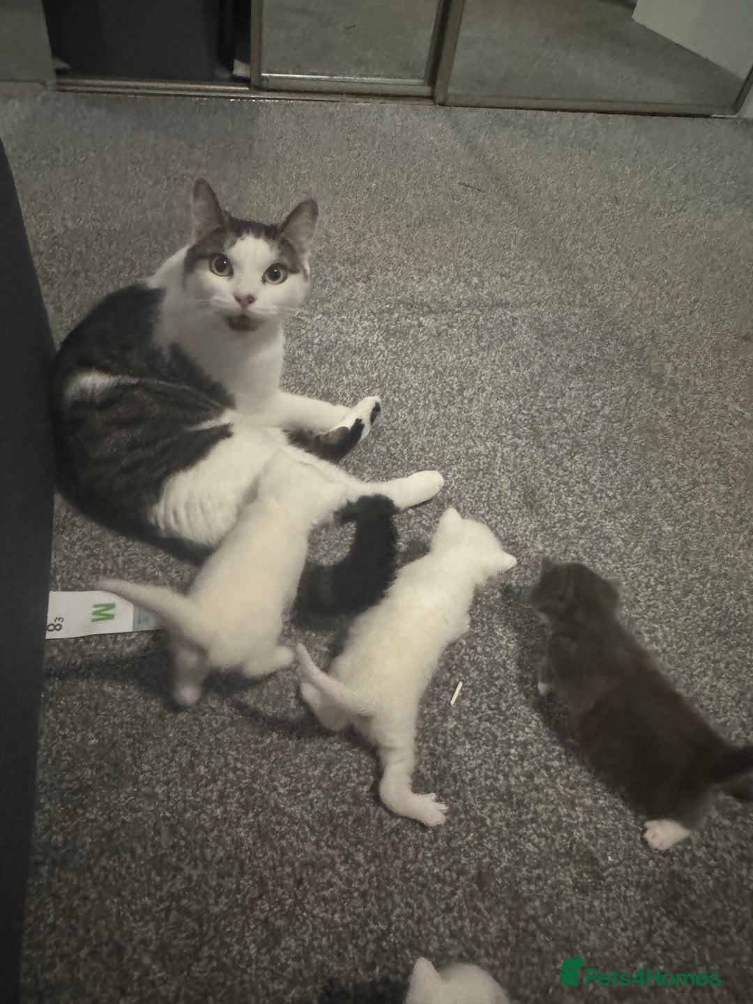 Mixed Breed cats for sale: 4 kittens  - Image 6