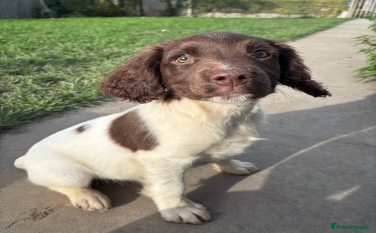 English Springer Spaniel dogs - Advert 14