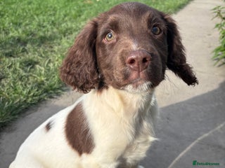 English Springer Spaniel dogs - Advert 15