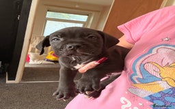 Cane Corso dogs for sale: Cane Corso puppies - Image 2
