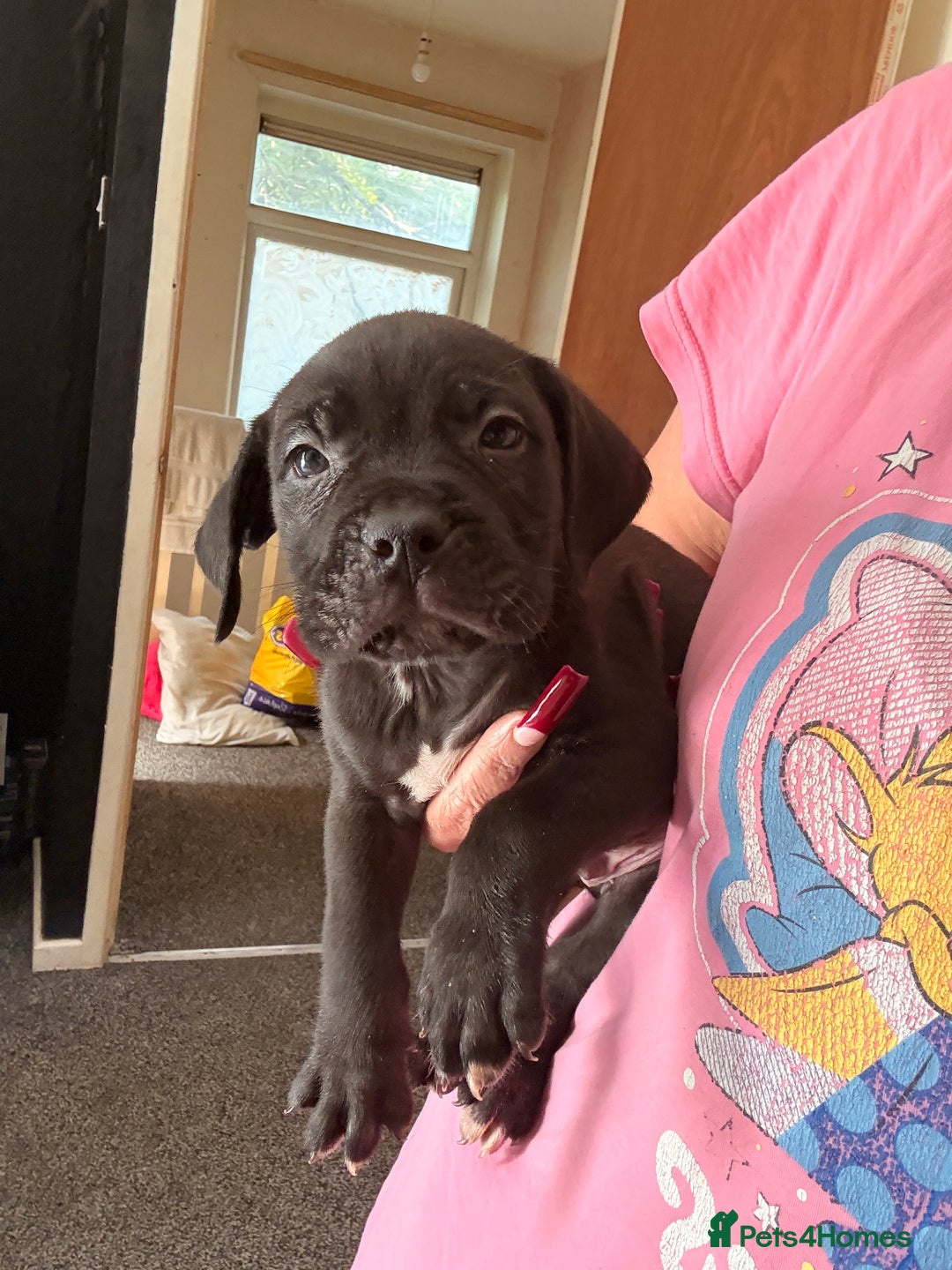 Cane Corso dogs for sale: Cane Corso puppies - Image 2