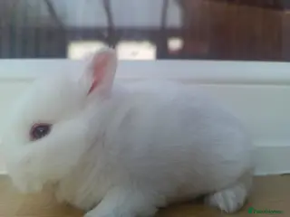 Netherland Dwarf rabbits Netherland Dwarf Ruby Eyed Rabbit - Advert 20