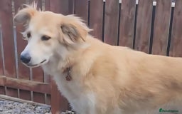 Mixed Breed dogs for adoption: Nina is approx 2 yrs old  - Image 3