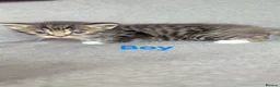 Mixed Breed cats for sale: Last 3 available  in Tonbridge - Advert 2