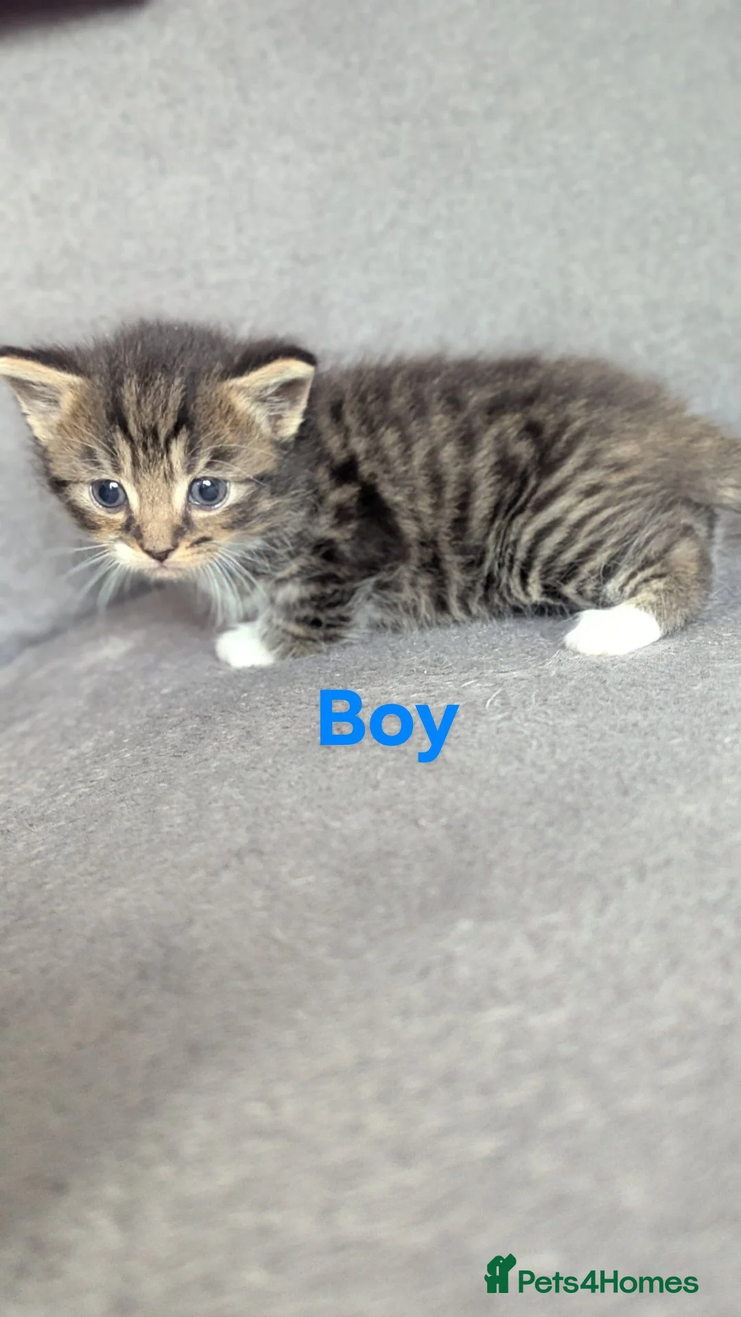 Mixed Breed cats for sale: Last 3 available  in Tonbridge - Advert 2