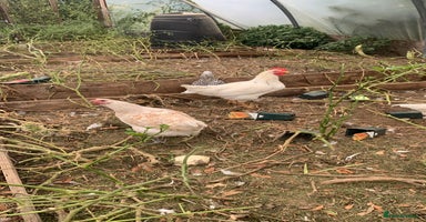 Chickens poultry - Advert 5