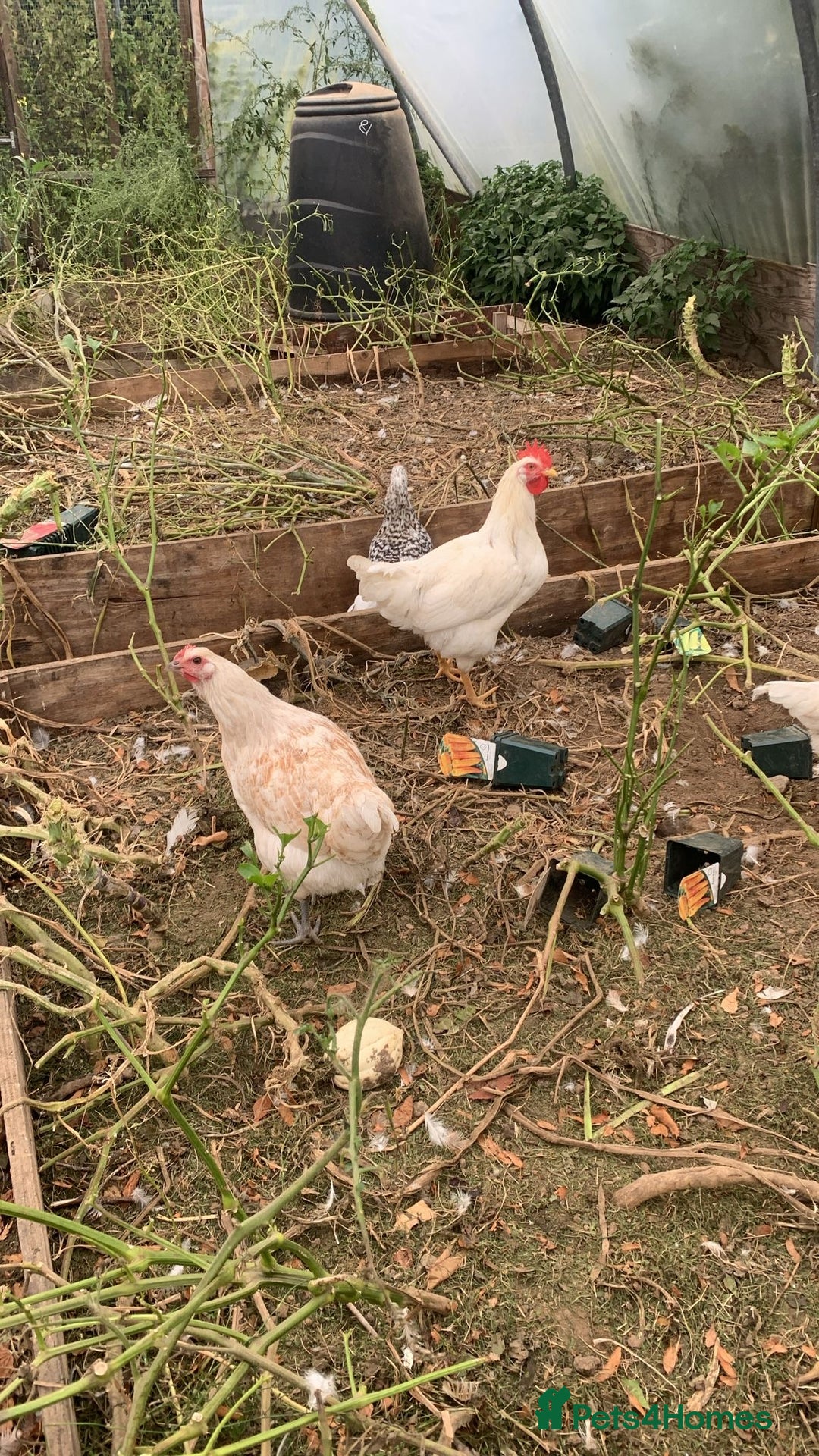 Chickens poultry for sale: Poultry for sale  - Image 3